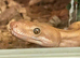Sunset blood male