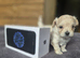 F1Maltipoo Teacup Puppies for Sale in London KC parents