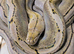 Platinum Bacan motley male reticulated python
