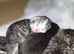 3/4 BSH kittens
