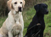 Stunning working Labrador puppies