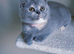British shorthair kittens