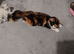 Calico and maincoon kittens