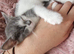 Beautiful half BSH kitten