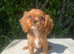 *Ready For New Homes* Cavalier King Charles