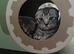 Beautiful Scottish Fold&Straight –Silver tabby’s