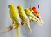 Canaries