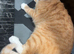 American shorthair