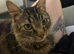 Billy the tabby ragdoll