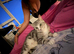 Grey tabby cat rehoming
