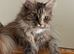 Exceptional TICA Registered Maine Coon Kittens | Health Tested | Raised in Our Family Home