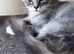 Gorgeous Maine Coon males with GCCF pedigree for sale