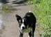 Border collie 6 months