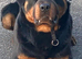 Rottweiler for sale