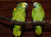 Breeding bonded pair of blue fronted amazons