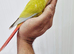 Gorgeous baby conure with cage