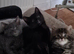 2 cute kittens (male)