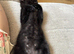 Beautiful black kitty