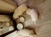 Bichon Maltese for sale