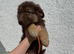 Reduced to sell kcreg liver and tan carrying Isabella