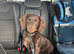 Dachshunds cross collie dog for rehoming