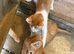 4 cute kittens for sale