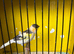 canary
