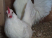 Show Pyle, blue and white Dutch Bantams