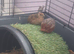 5 Chinese Painted Quail/ Button Quail