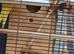 1 breeding pair of kakarikis