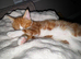 Red and White Male Tabby