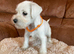 Miniature schnauzer puppies