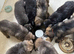 German shepherd puppies