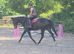16hh unraced beautiful mare Gee Gee