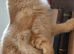 Cheeto 11 months old