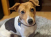 Stunning Proven Jack Russell Stud