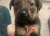 caucasian shepherd cross rottweiler