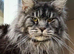 XXL Russian Mainecoons kittens