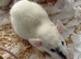 Baby dumbo rats for sale