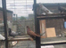 Tumbler pigeons