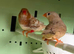 Orange Zebra Finches