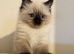 Seal point Ragdoll kittens
