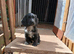 Working cocker spaniel puppy's.