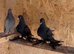 Uzbek pigeons