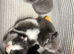 Beautiful kittens