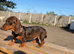 1 female teckel puppy for sale 14 weeks old