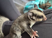 Male grey sugar glider ready to leave