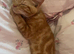 Kittens for sale