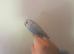 Hand tame baby budgies
