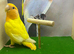 Lutino peach faced love bird